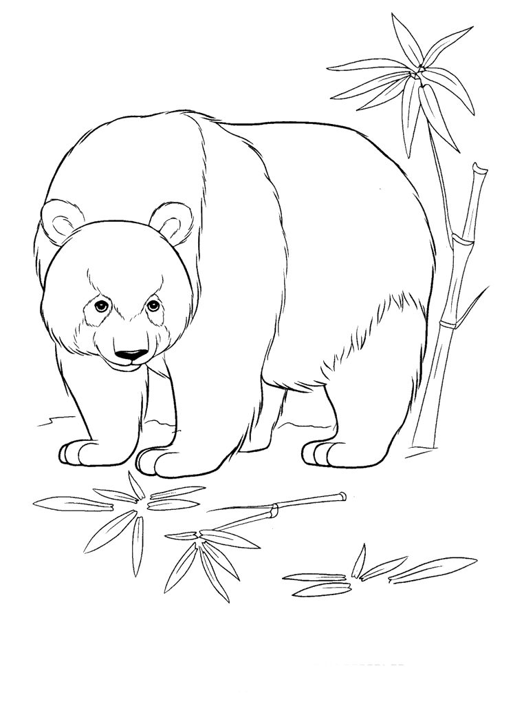 Panda Bear coloring page  Free Printable Coloring Pages
