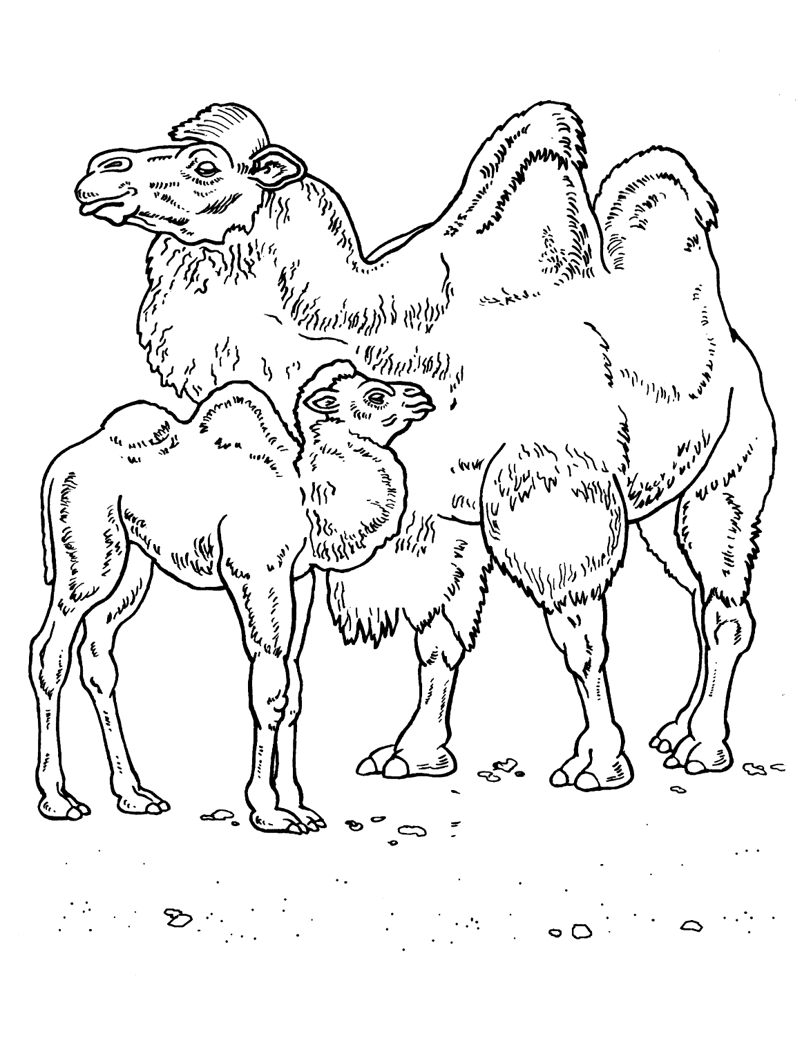 Coloring page - Camels in the desert