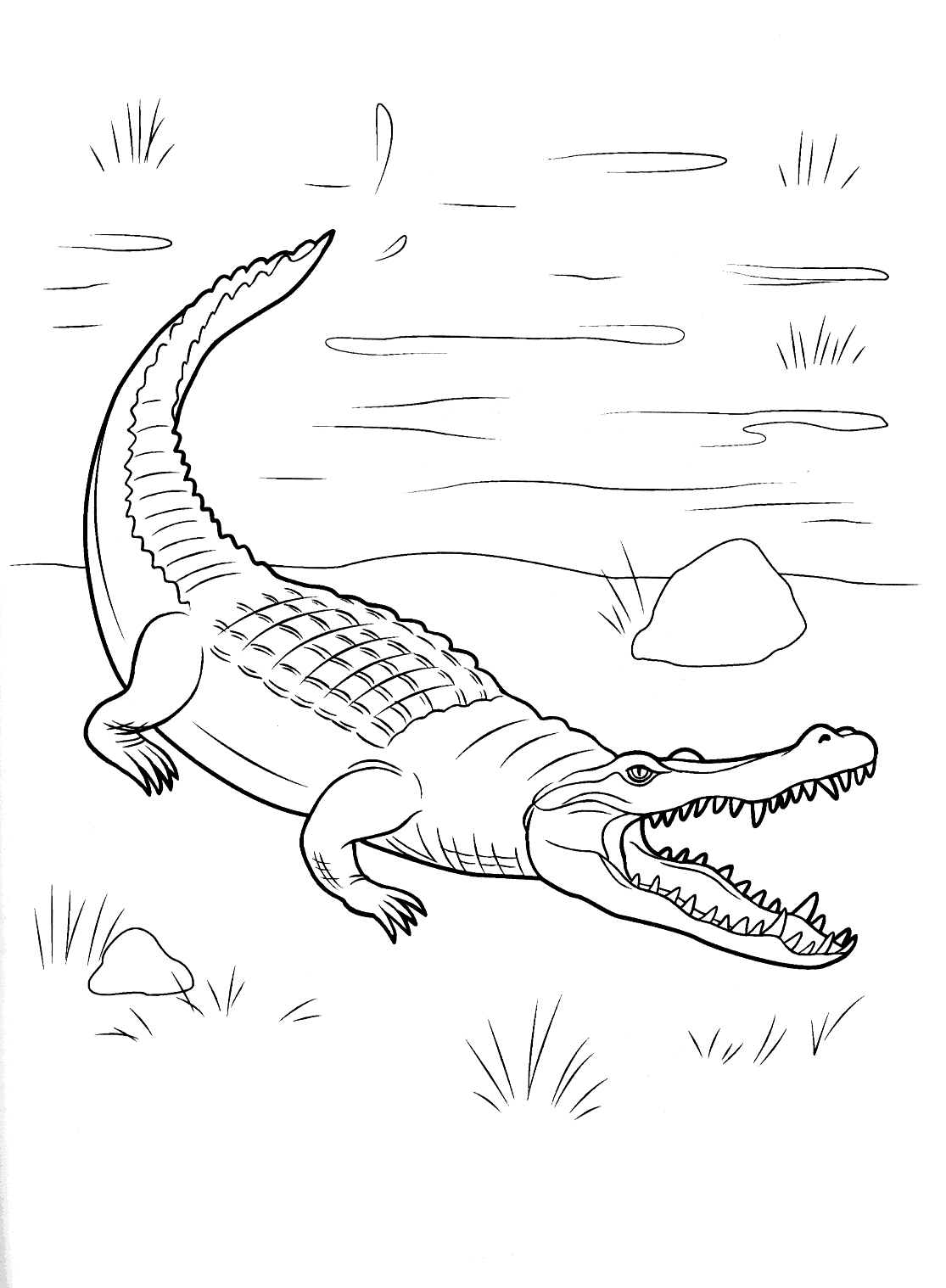 Coloring page - Crocodile has come onshore