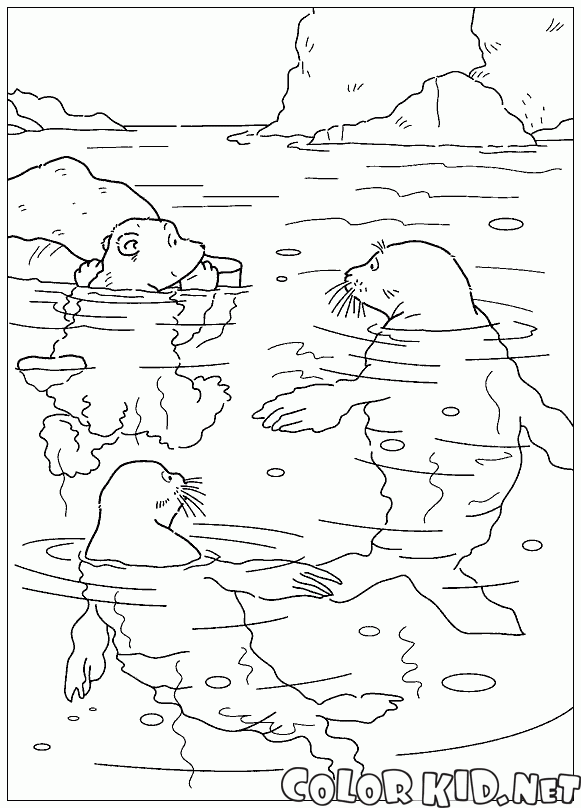Lars and seals