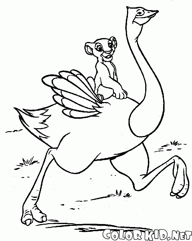 Simba on an ostrich