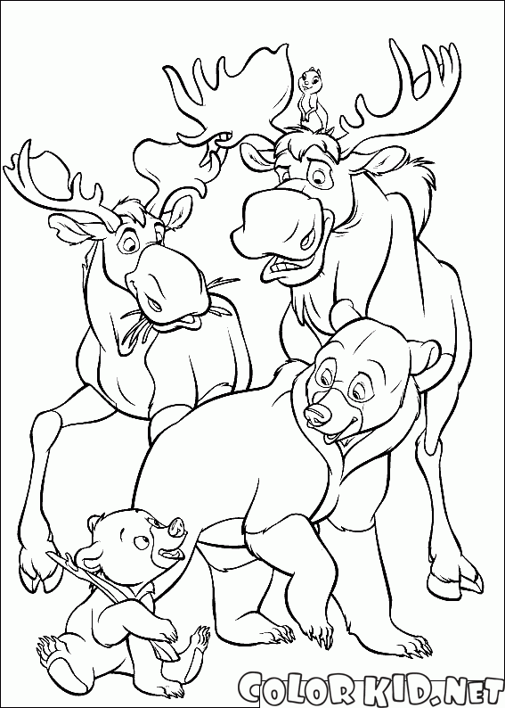 Mooses and bears
