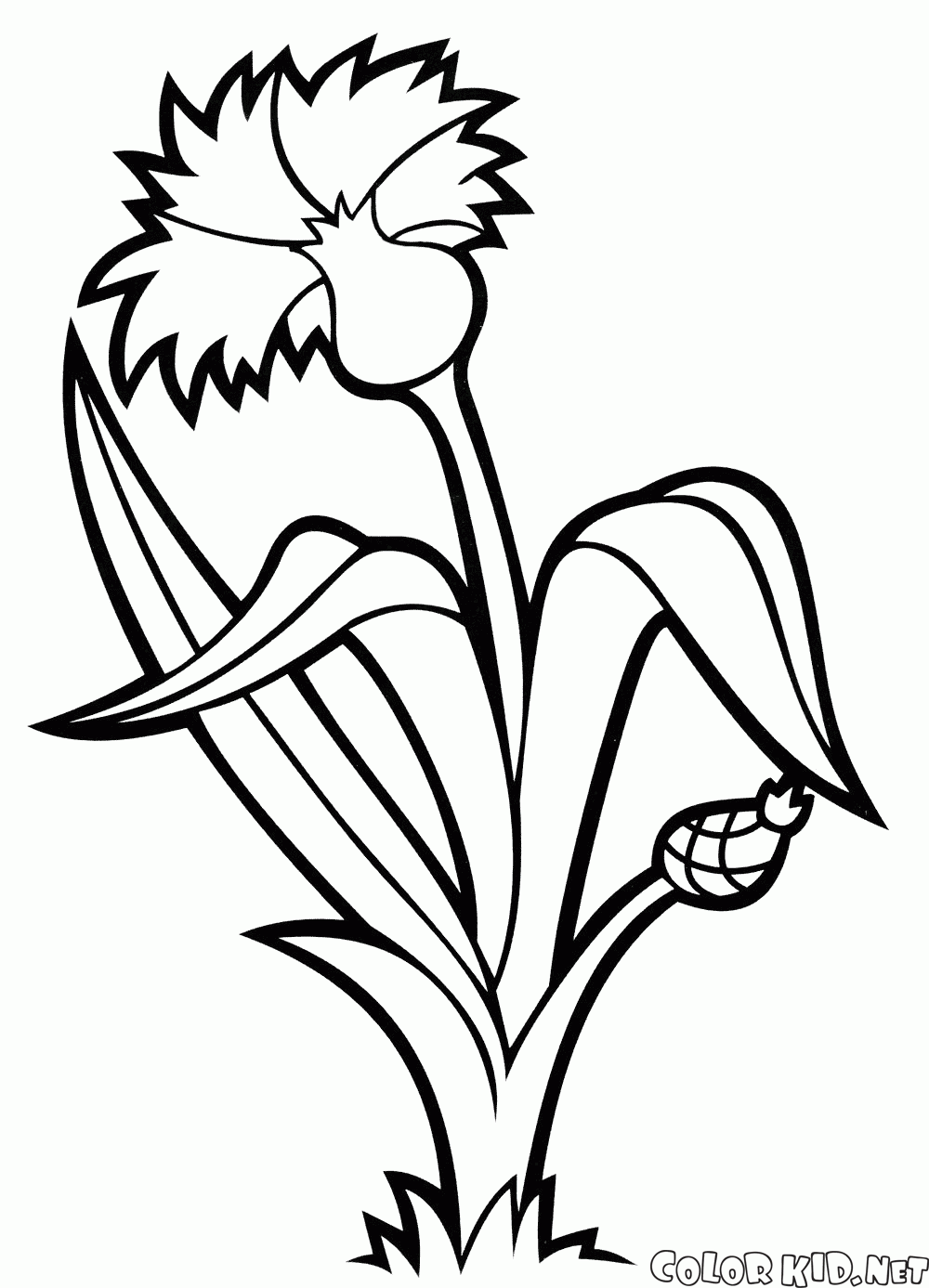 Coloring page - Lily