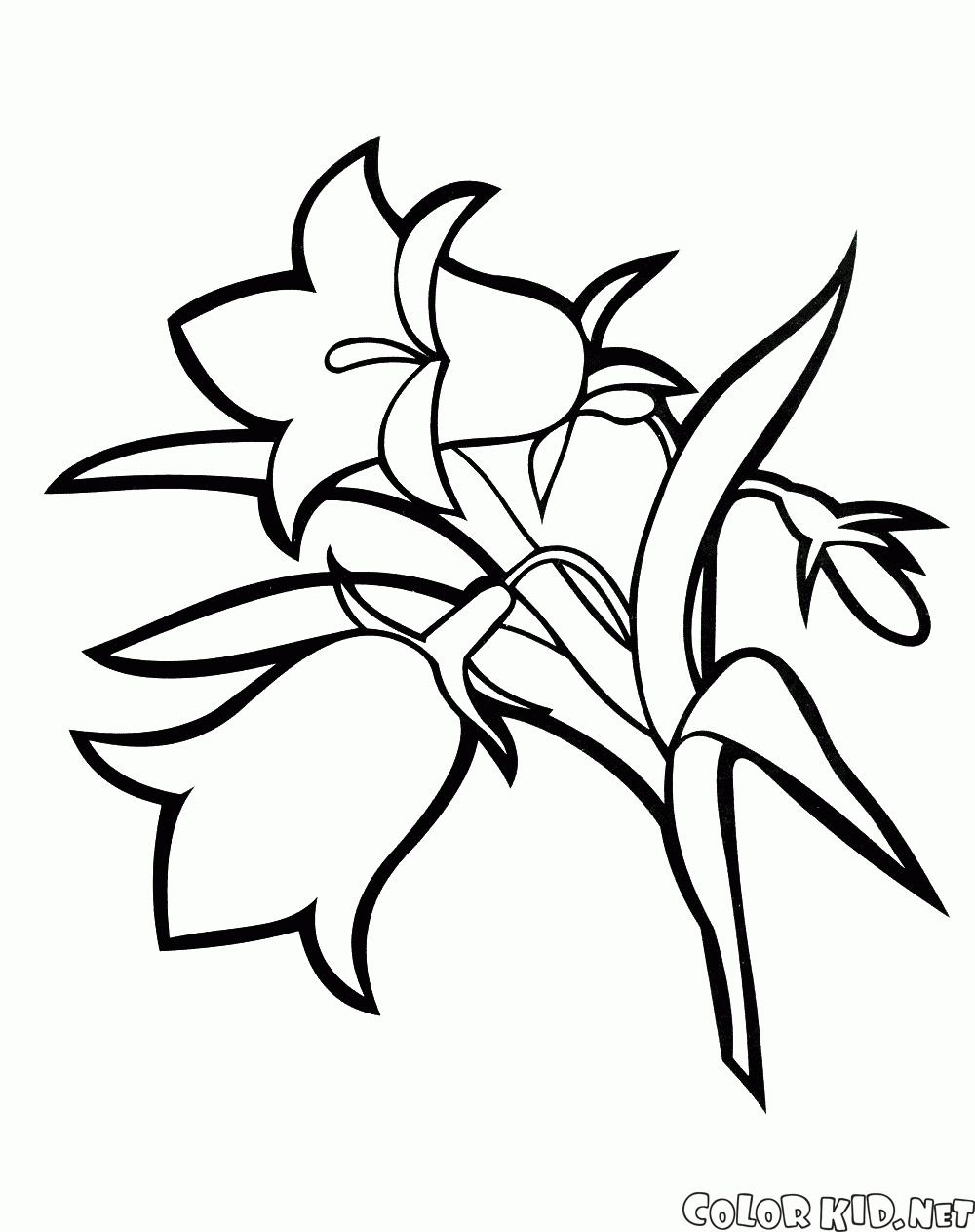 Coloring page - Lily