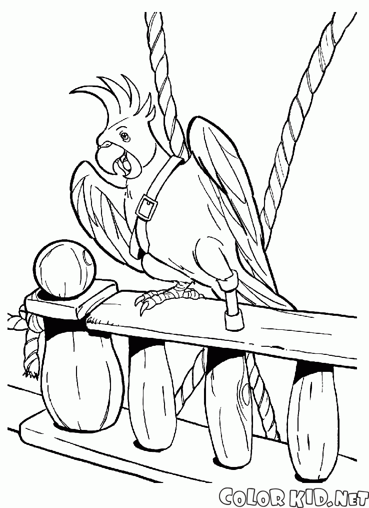 Flints Parrot