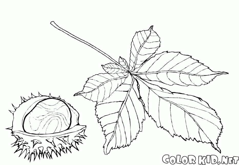 Fruit and leaves of chestnut