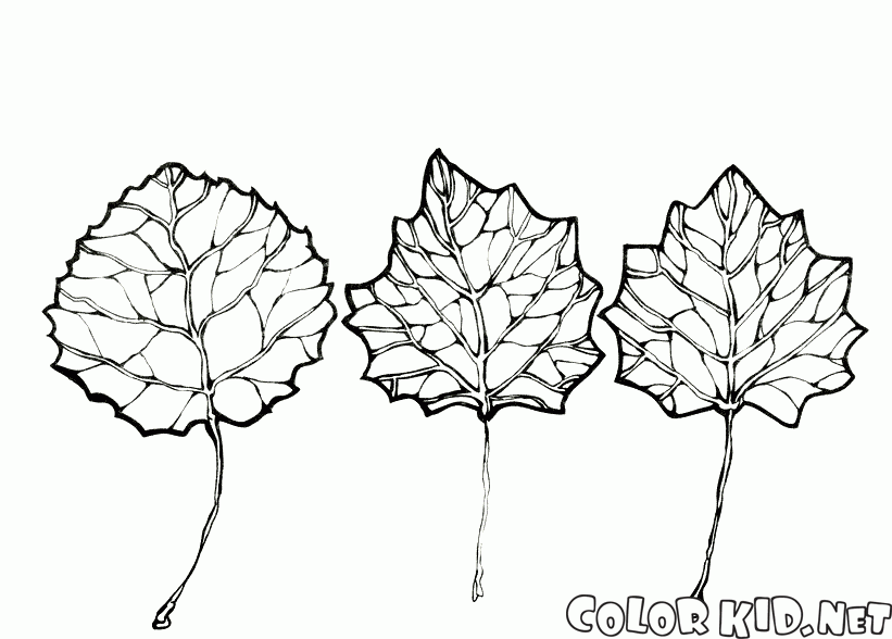 The leaves of aspen
