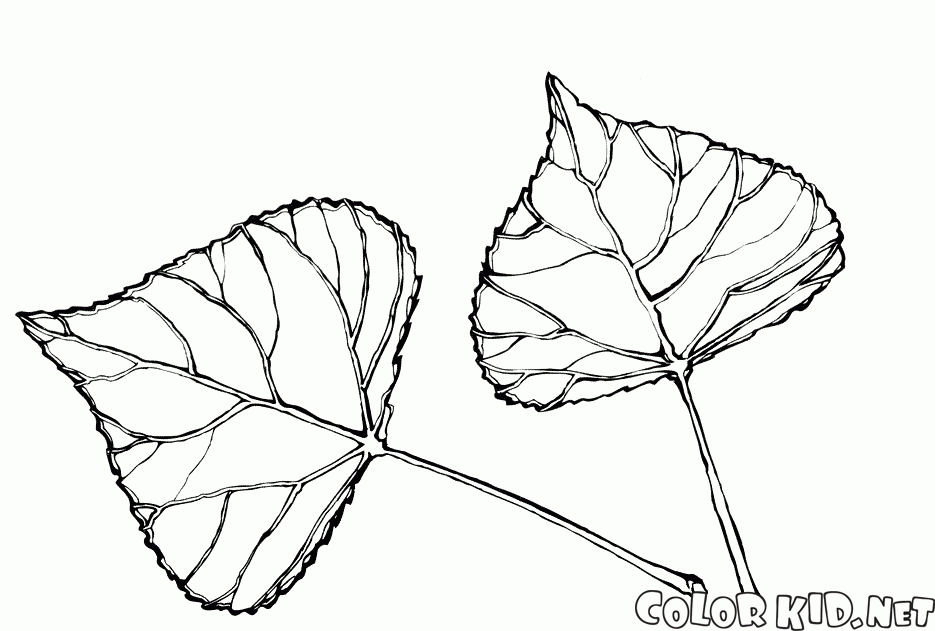 The leaves of poplar
