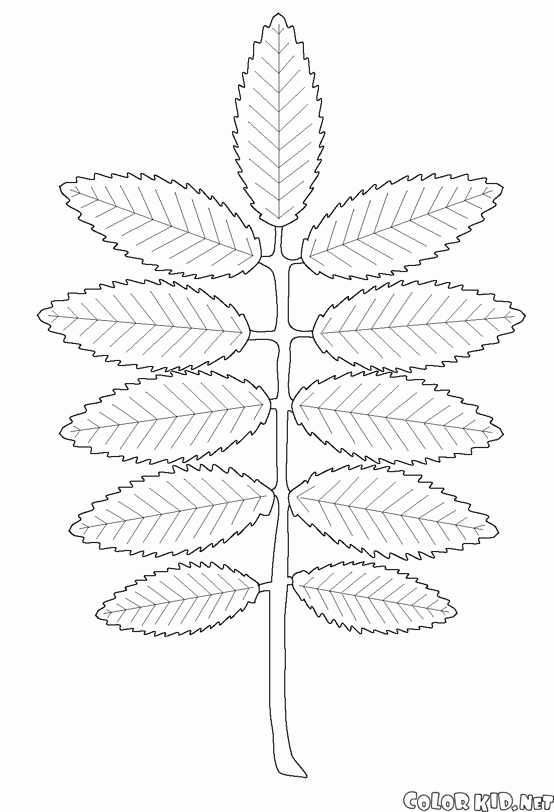 Rowan leaf