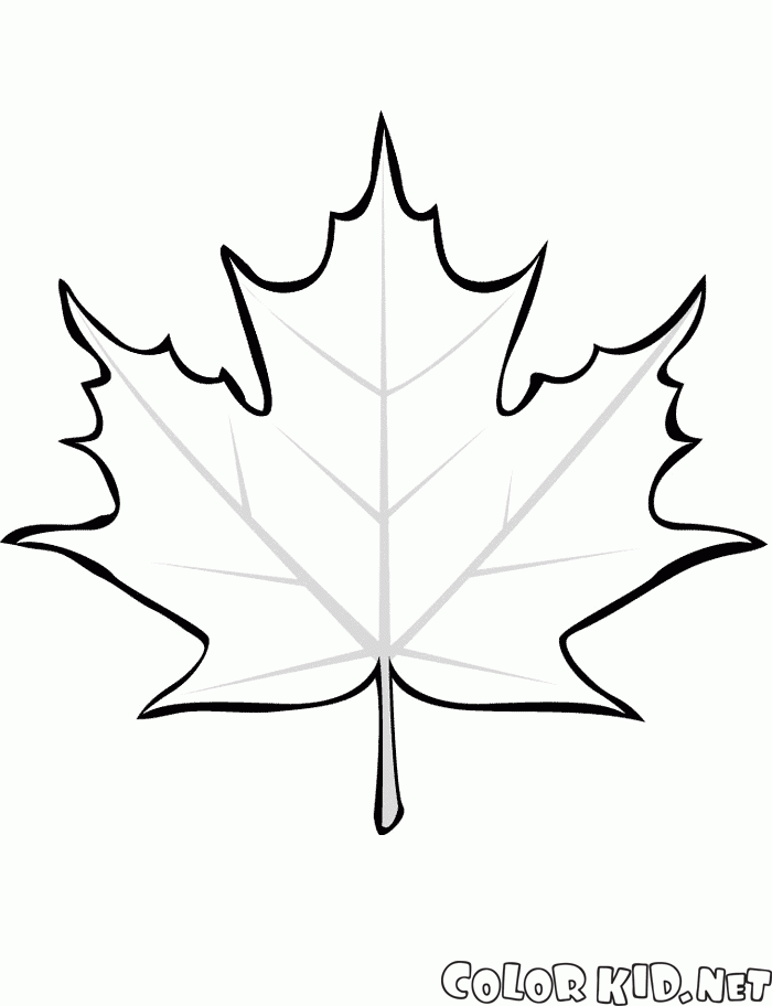 Maple leaf falls