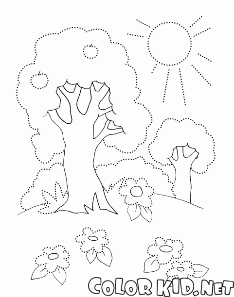 Trees in the summer