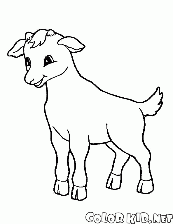 Tiny goat