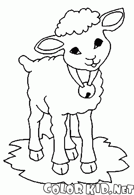 Sheep with a bell