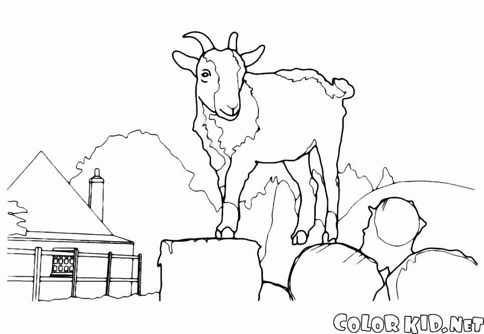 Giant goat
