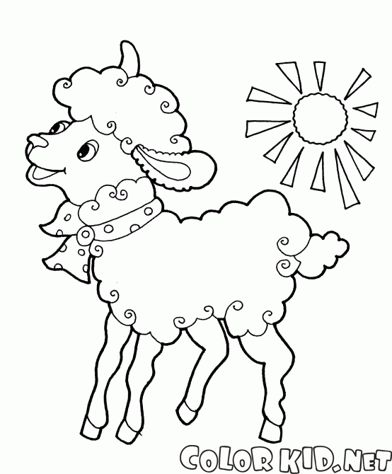 Sheep with bow