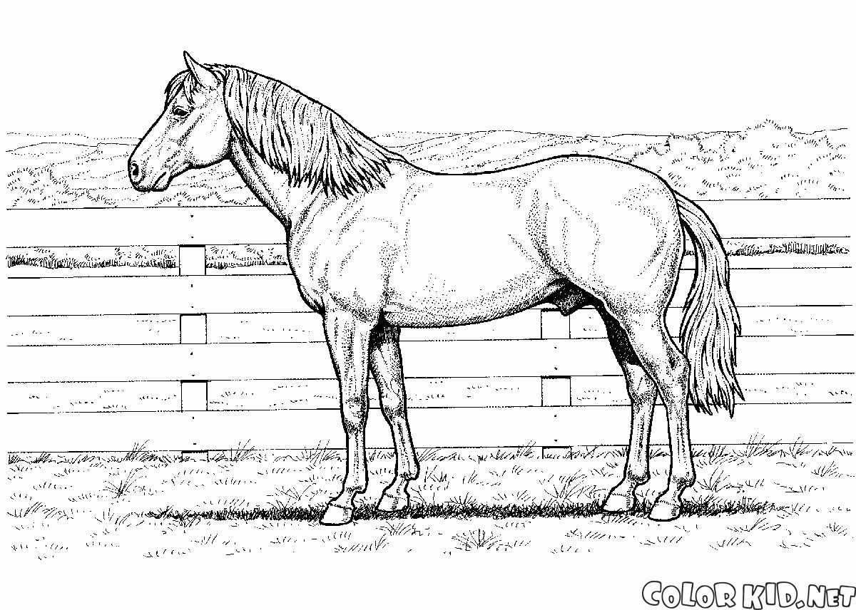 Horse on a Farm