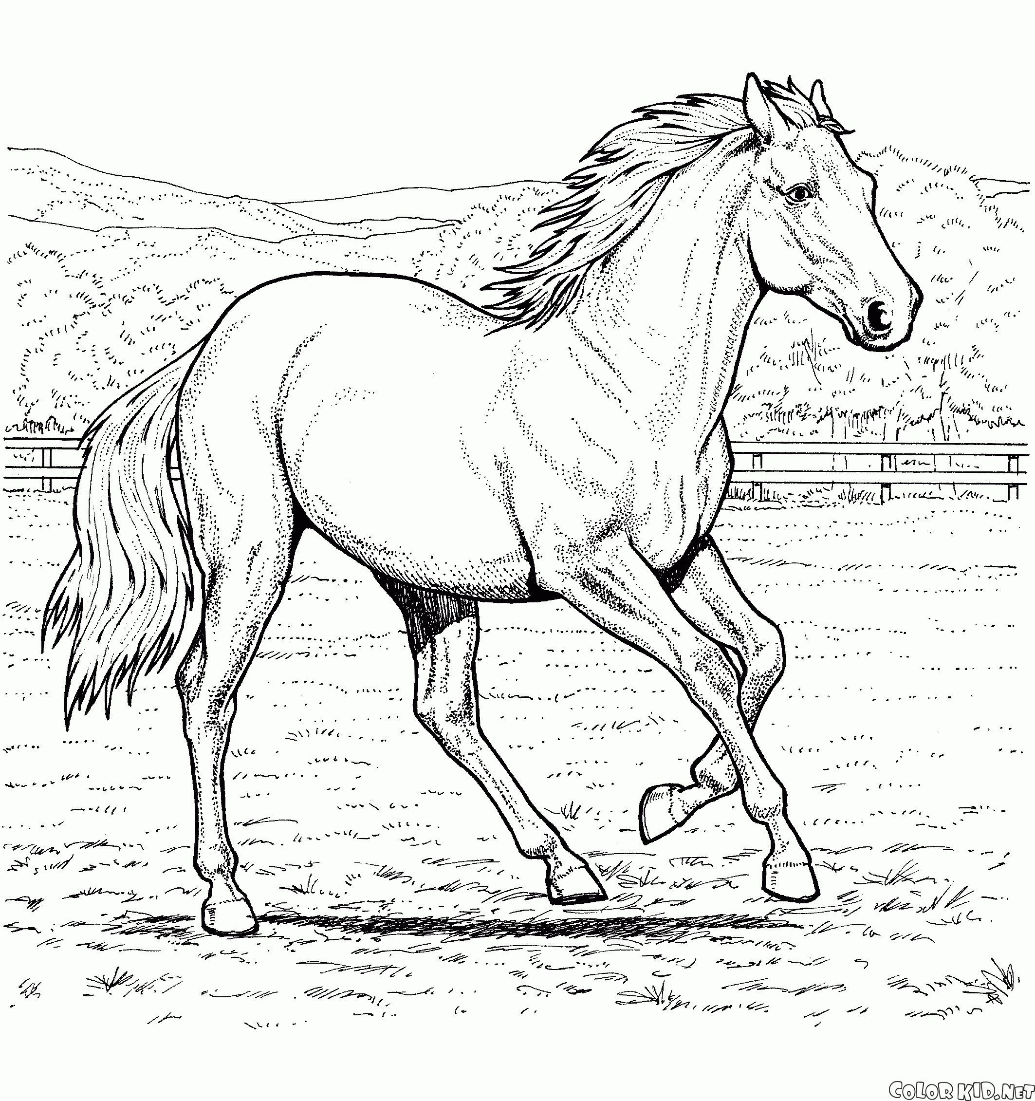 Horse on a Farm