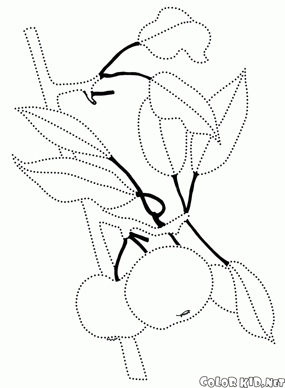 Coloring page - Apple tree branch