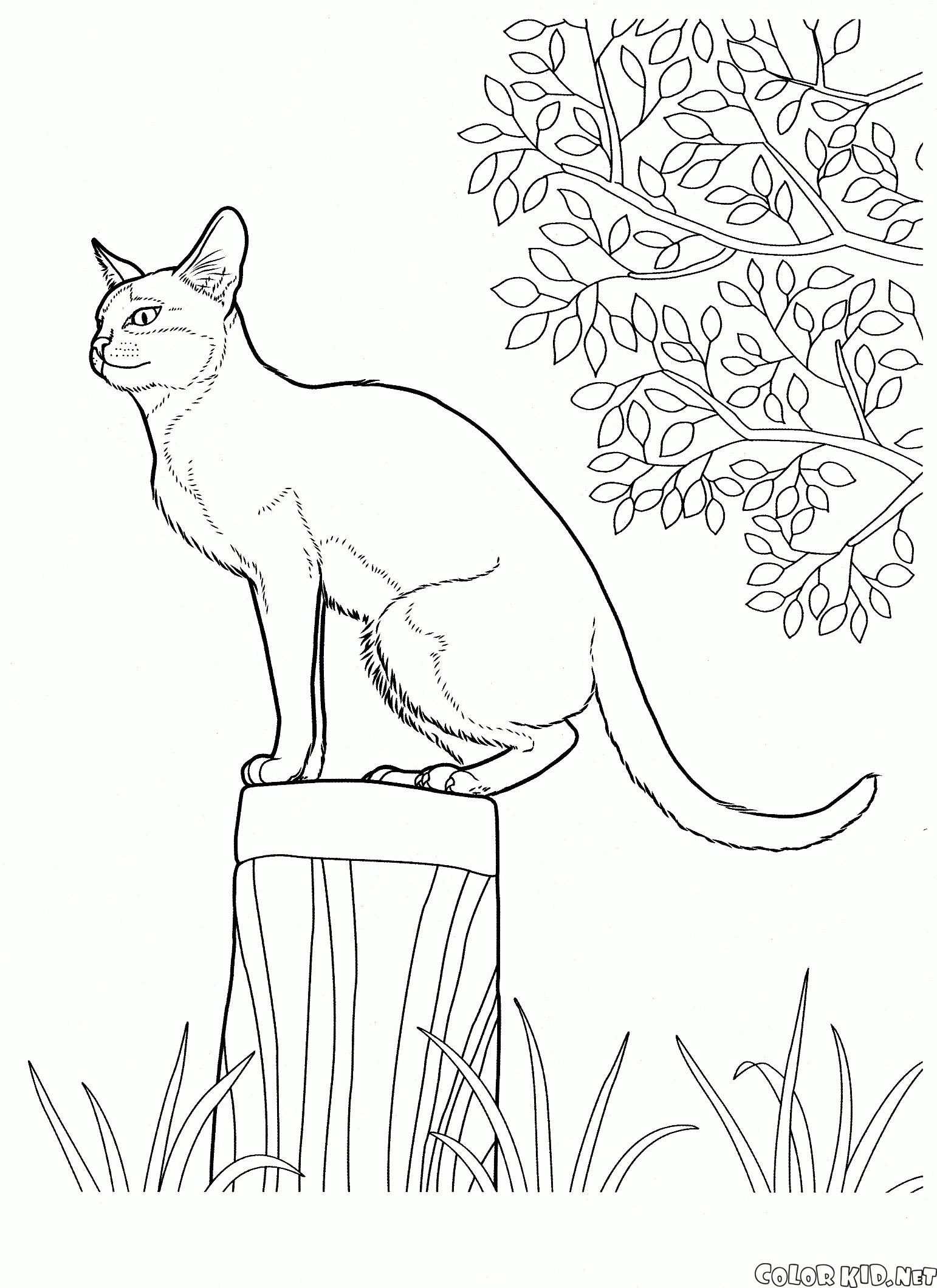 Coloring Page Singapura Cat