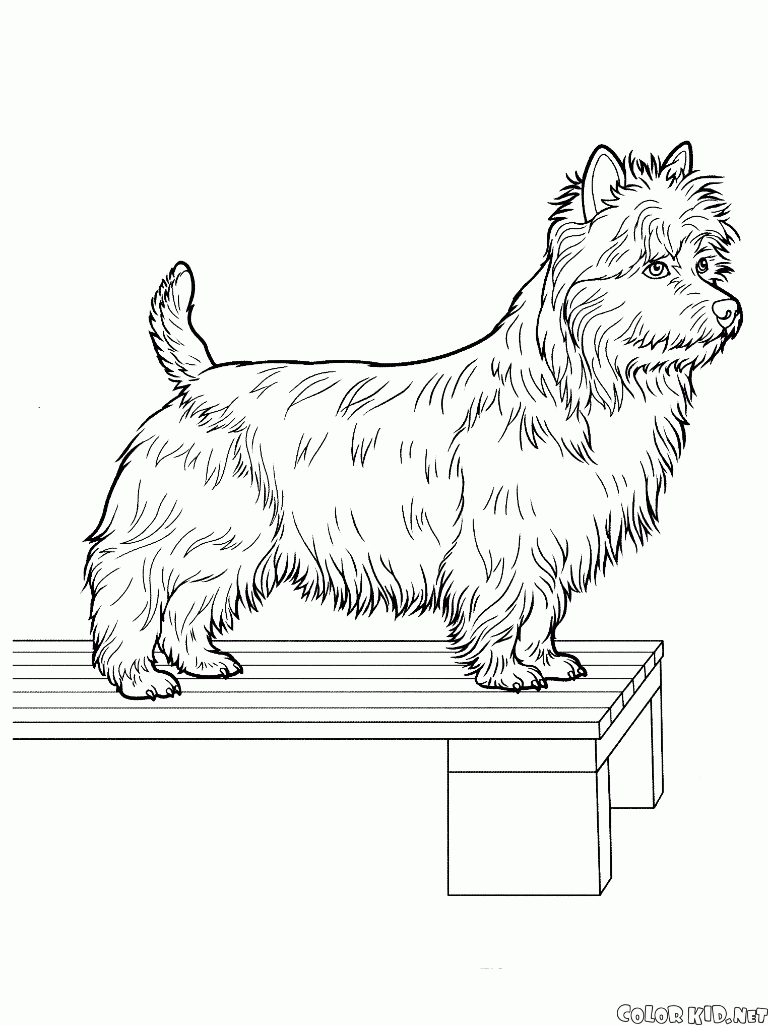 Coloring page - Yorkshire Terrier