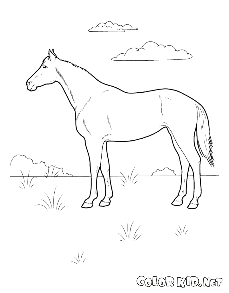 Horse on the Meadow