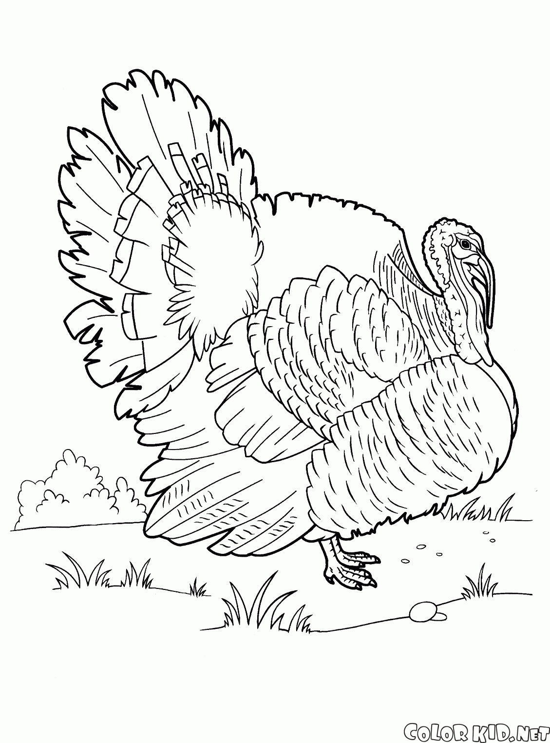 The turkey on a walk