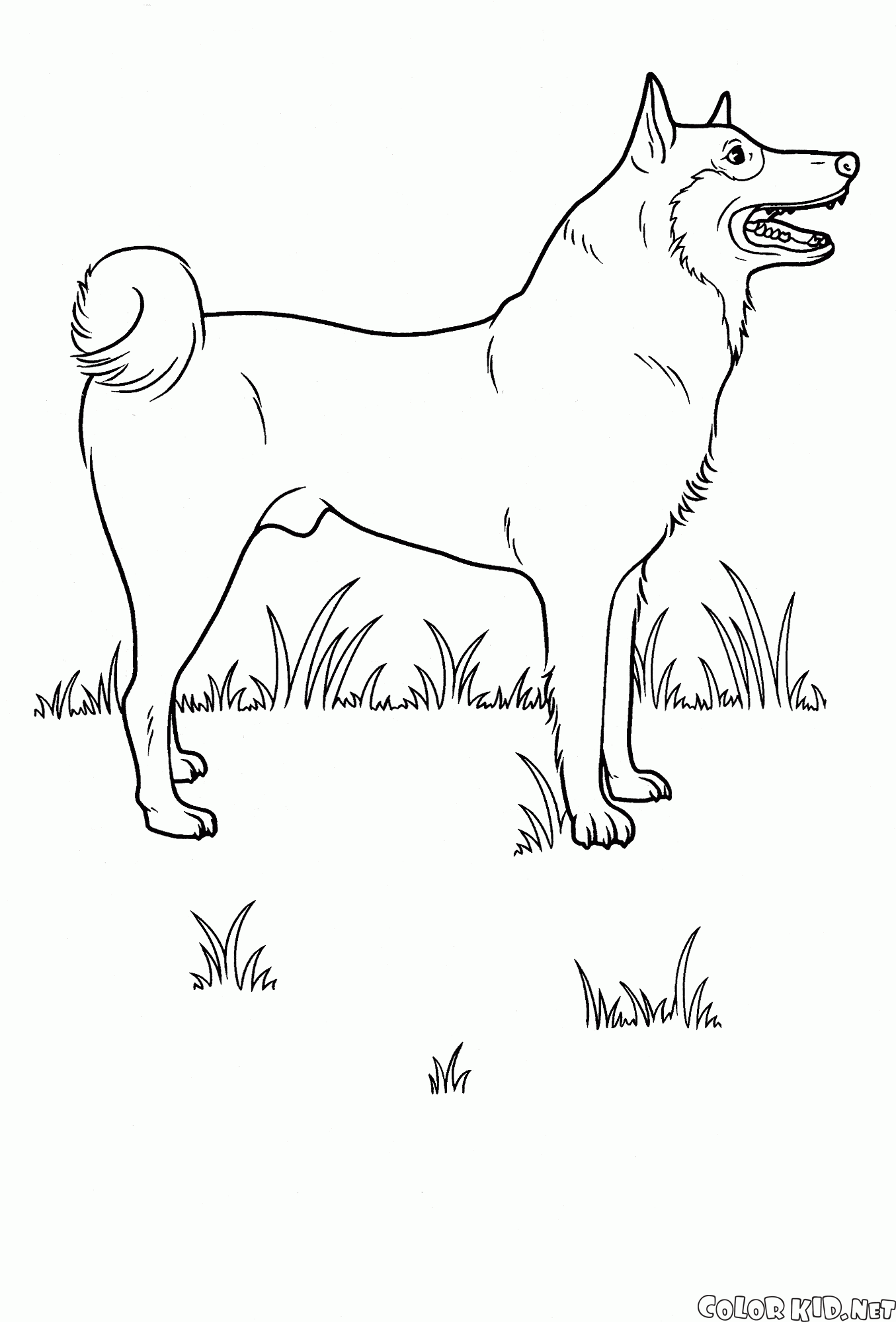 Dog on the meadow