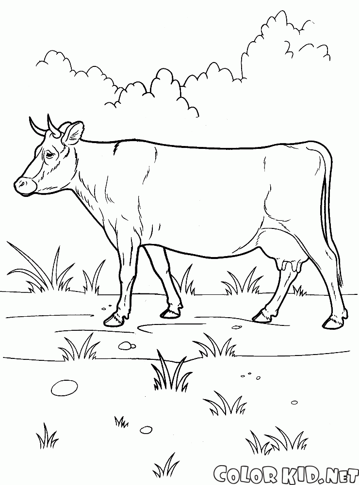 Cow on a walk