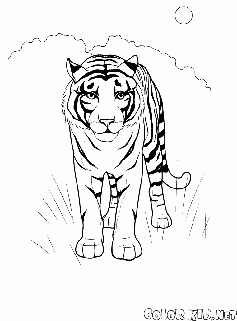 Tiger in the desert