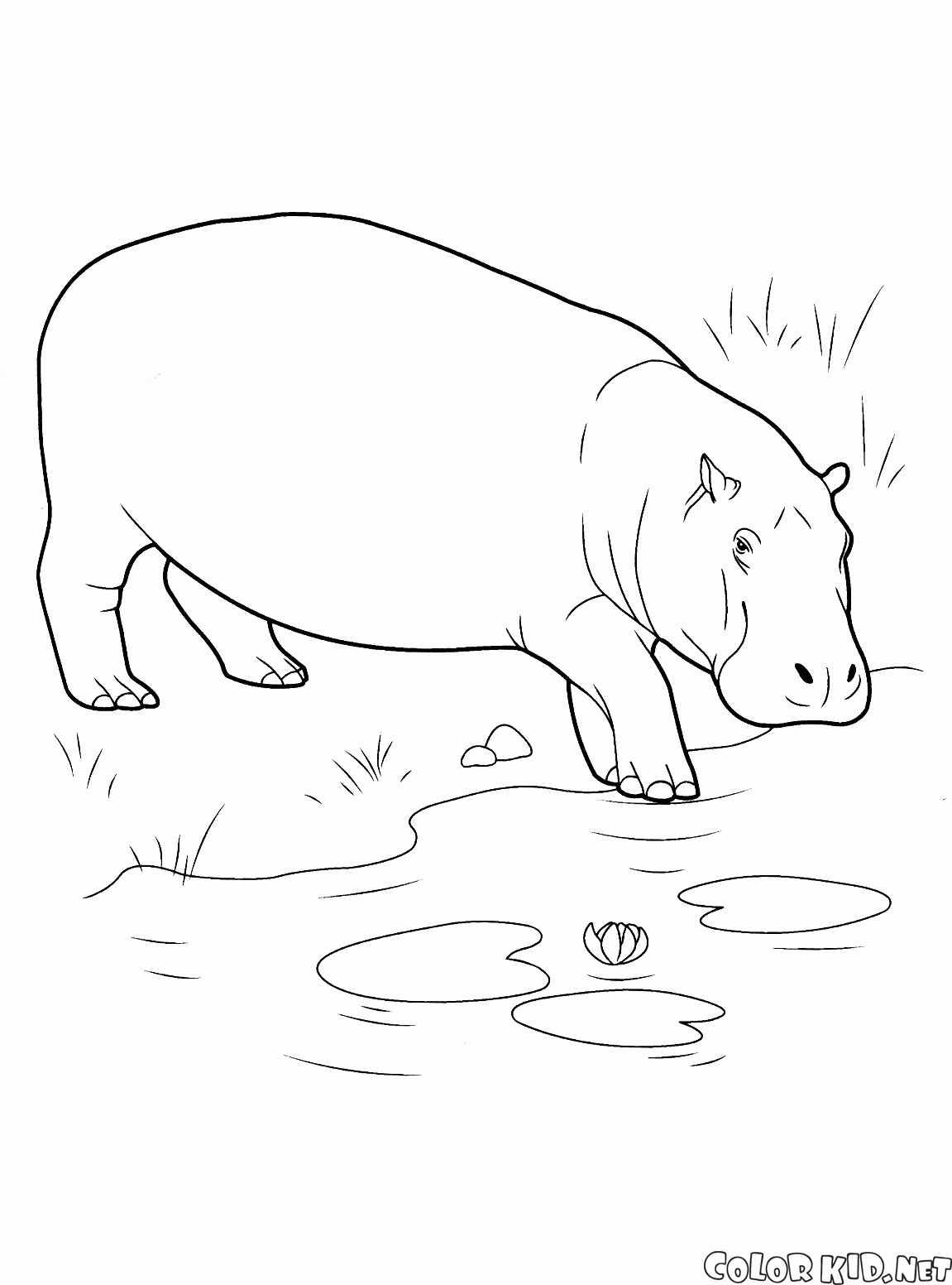 Hippo goes into the body of water