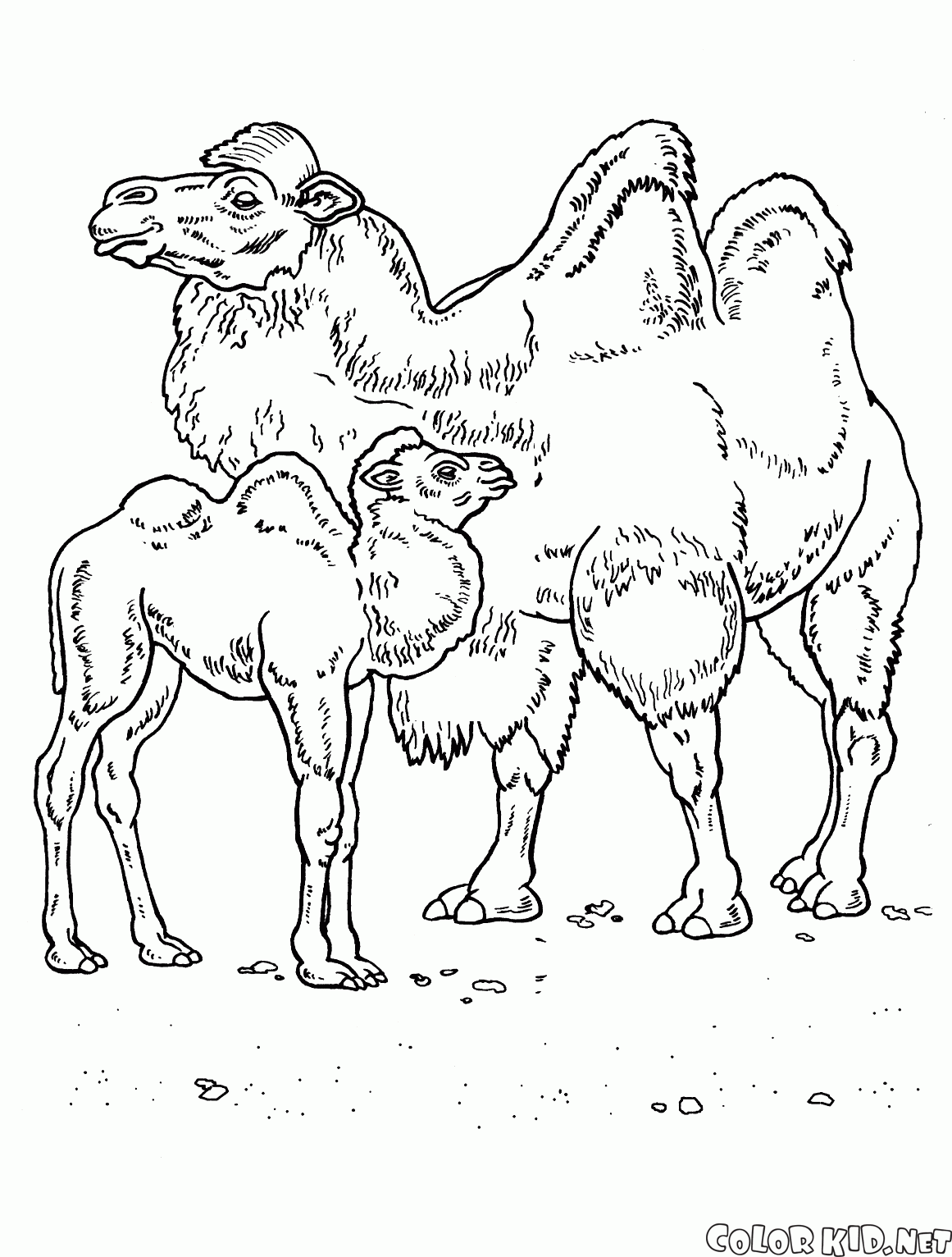 Download Coloring page - Camels in the desert