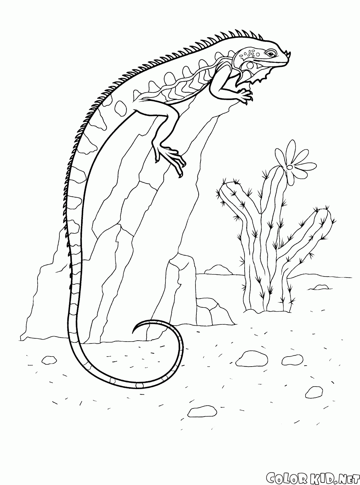 Download Coloring page - Iguana on a rock