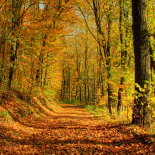 Seasons: Autumn