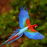 Birds