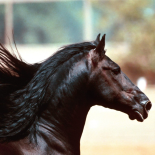 Horses