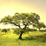 Trees