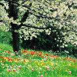 Seasons: Spring