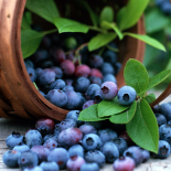 Berries