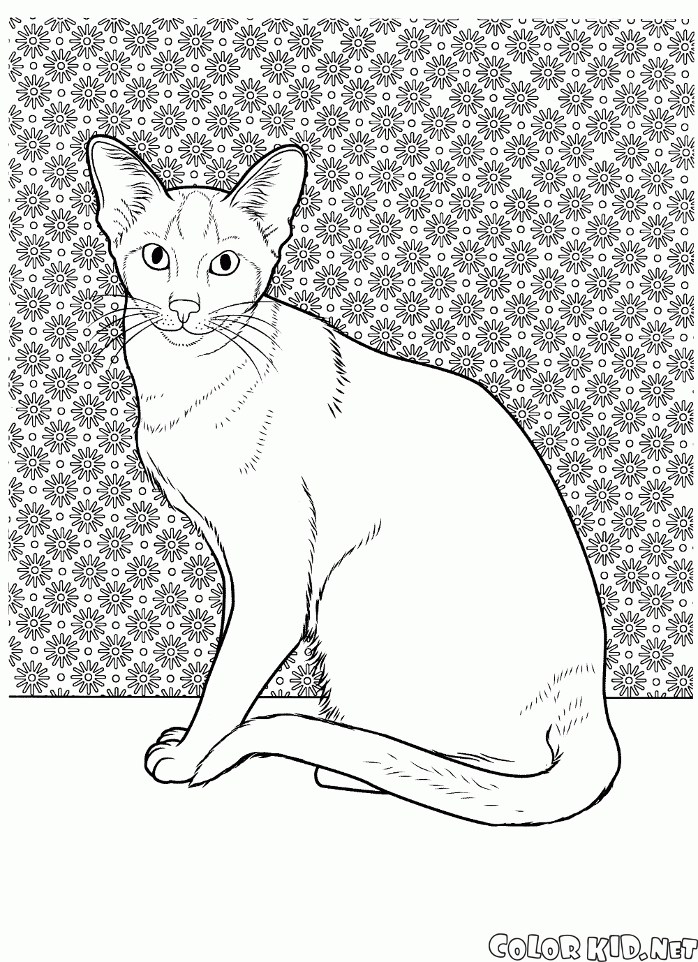 Download Coloring page - Cats