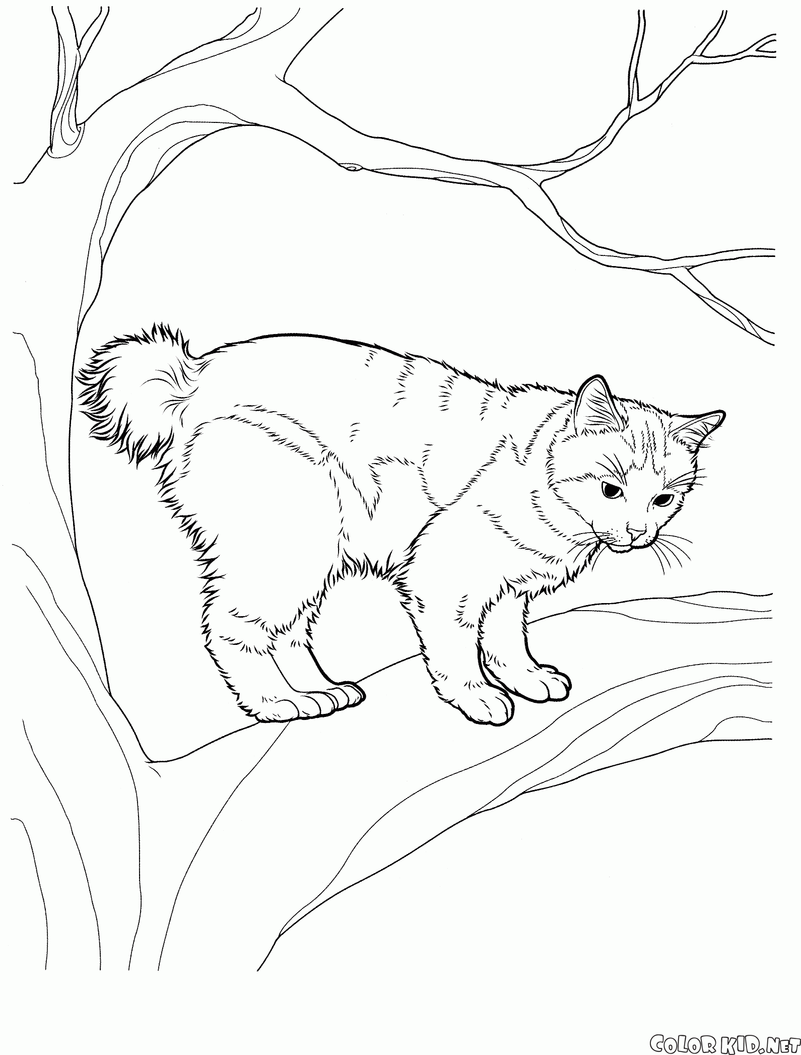 Coloring page - Cats