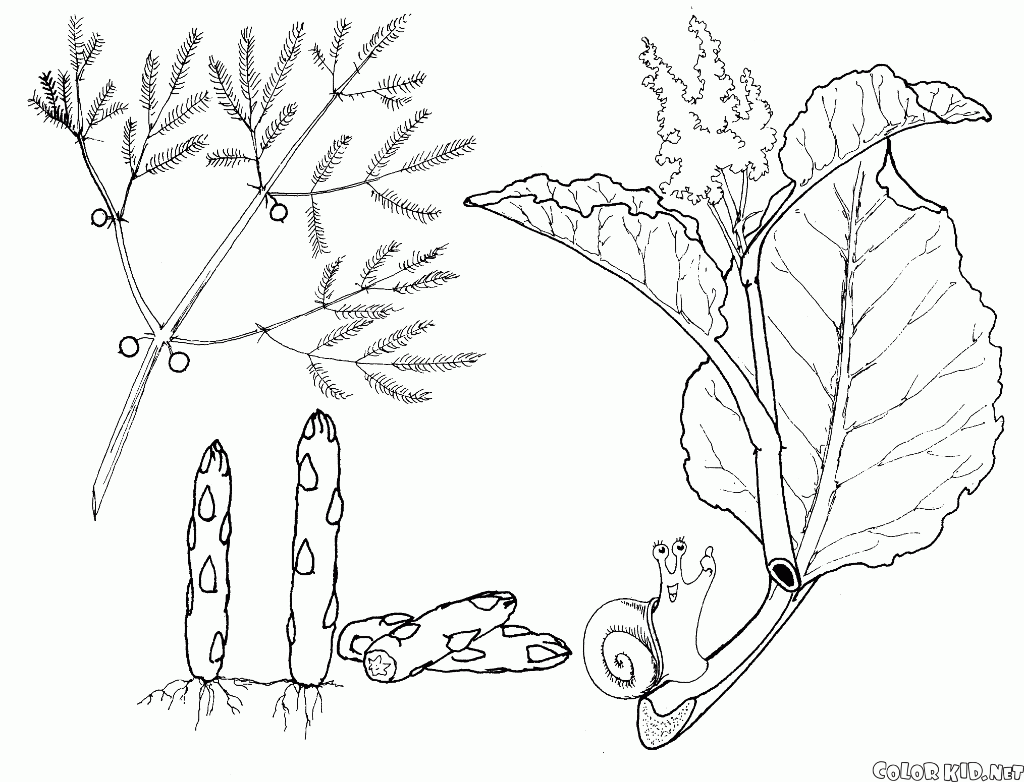 Coloring page - Vegetables