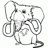 Sandys pet