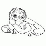 Small Pet