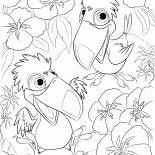 Toucans