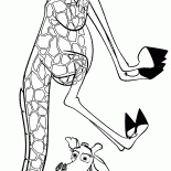 Melman is fooling around