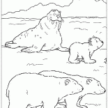Walrus and bears