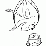 Ocean fish