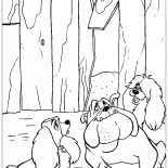 Stray dogs