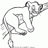 Simba on the tree