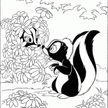 Skunks hide